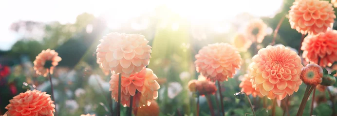 Rolgordijnen Dahlia Mooie bloemen in de zomer