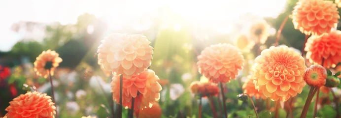 Keuken foto achterwand Dahlia Mooie bloemen in de zomer
