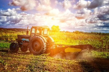 Small tractor working in the field at sunset. Agriculture. Machine farmers. Cleaning the fall...