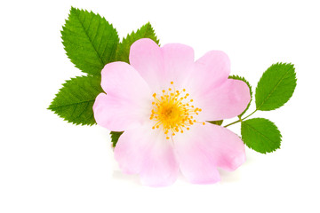 Rosehip flower with leaf isolated on white background