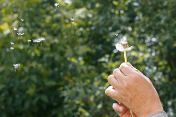 A man holding a dandelion in hand, you can tear it, making a wish