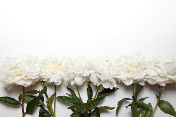 Flower border of white peonies.