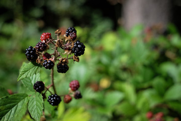 blackberry growing in the forest