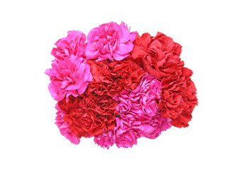 カーネーション