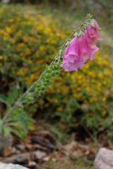 Digitale, macro, Corse