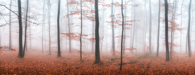 Jesienna panorama lasu we mgle - 168926859