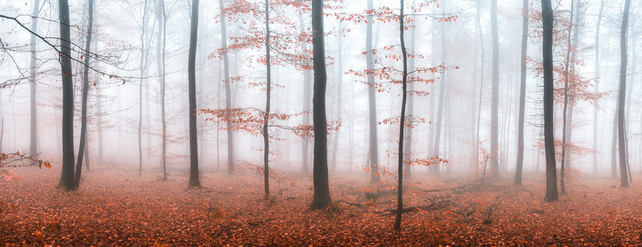 Herbstwald Panorama im Nebel