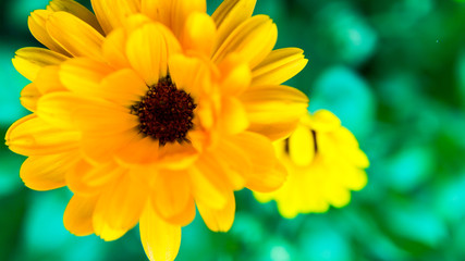 petals of a yellow flower
