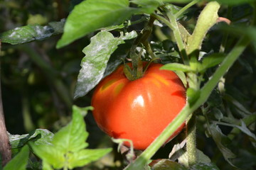 tomates