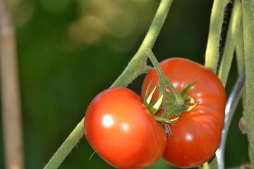 tomates