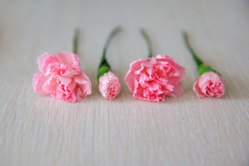 Floristics hobby and work. Minimalistic floral background with copy space. Four pink carnations on white table.