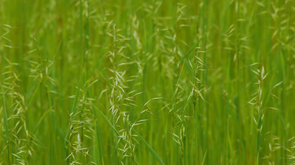 牧草地　クローズアップ