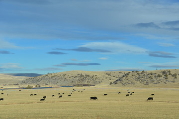 Fototapeta na wymiar cows field