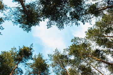 Bottom view of trees in pine forest in summertime
