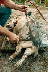 Fototapeta premium Burning a domestic pig before cutting. Removal of pig hair.