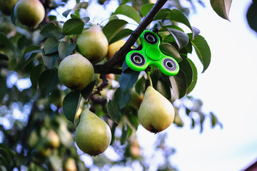 Green fidget spinner hanging on a pear tree