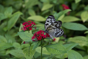 Butterfly Nectaring on Pentas