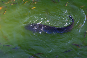 Obraz premium Fish catfish and ide live in ponds to cool the Chernobyl nuclear power plant. Dead radioactive zone. Consequences of the Chernobyl nuclear disaster, August 2017.