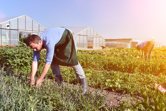 Farmer arbeitet auf einem Feld in der Landwirtschaft // Farmer working on a field in agriculture
