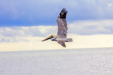 Mer, antilles, caraibes, tropiques...