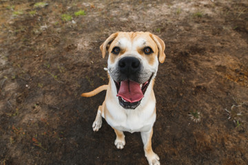 Obraz premium ca de bou dog sitting on a field