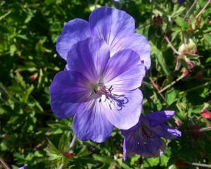 Nikko Blue Hydrangea Flowers