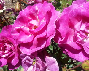 Melodie Parfumee Roses