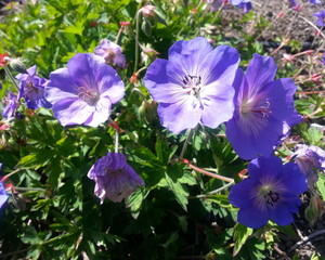 Nikko Blue Hydrangea Flowers