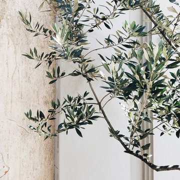 Olive Branch