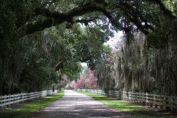 Moss Draped Southern Road
