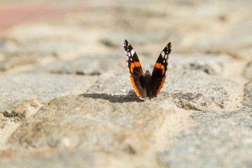 Schmetterling auf Kopfsteinpflaster
