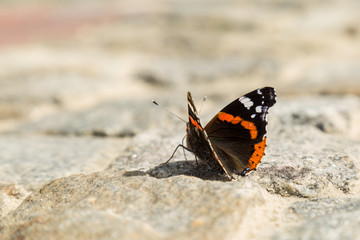 Fototapeta na wymiar Schmetterling auf Kopfsteinpflaster