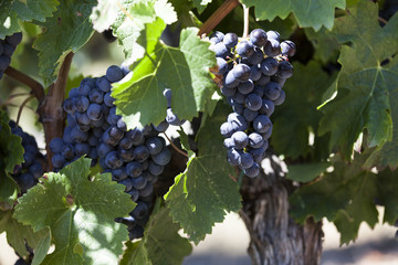 France. Vignoble vignoble bordelais, graves. Gironde