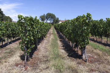 Fototapeta na wymiar France. Vignoble vignoble bordelais, graves. Gironde