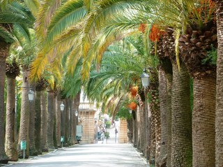 Allée bordée de palmiers dattiers dans le Giardino Ibleo à Raguse (Italie)