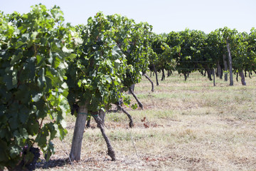 Fototapeta na wymiar France. Vignoble vignoble bordelais, graves. Gironde