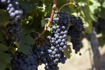 France. Vignoble vignoble bordelais, graves. Gironde