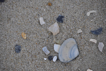 Fototapeta na wymiar Seashells on a sandy beach in New Jersey