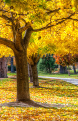 Naklejka premium Autumn Trees 2