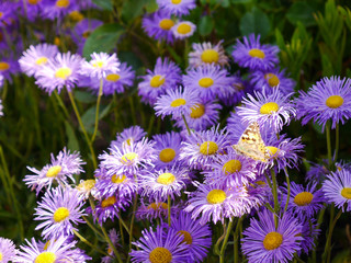 lila Gänseblümchen mit Schmetterling