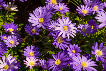 Fototapeta na wymiar Pink and Purple Flowers Background