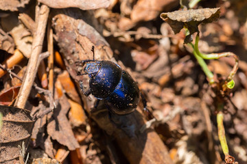 Scarafaggio blu scuro