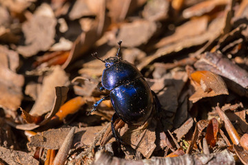 Scarafaggio blu scuro