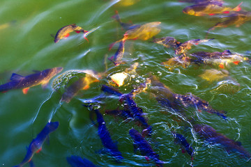 Fish catfish and ide live in ponds to cool the Chernobyl nuclear power plant. Dead radioactive...
