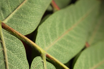 Natural background of ashberry leaves, soft focus