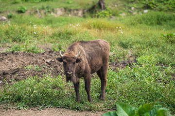 Młody żubr (Bison bonasus) na leśnej polanie, Bieszczady