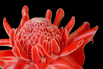Red Etlingera elatior isolated on black background.
