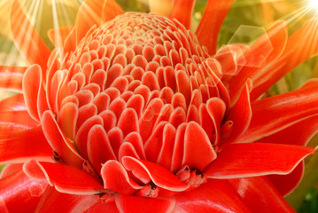red Etlingera elatior in rays of the sun