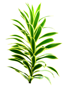 Spider Plant On White Background