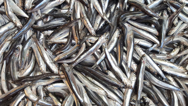 Fresh anchovies